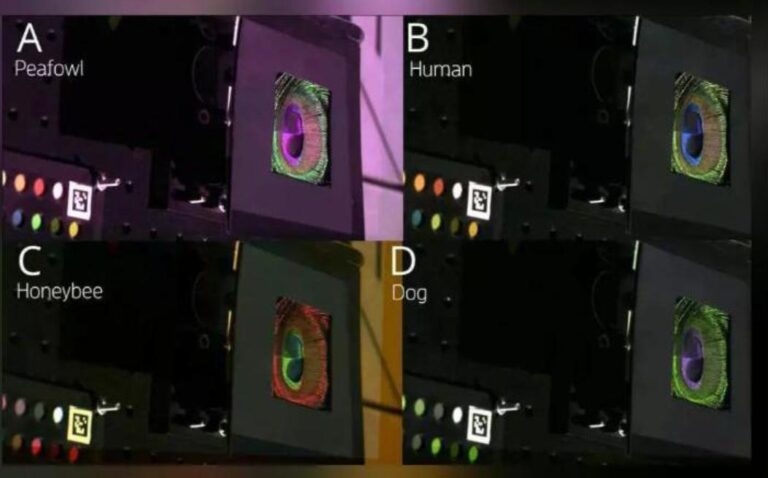 जानवरों की आँखों से कैसी दिखती है दुनिया
